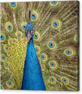 Peacock Splendor Canvas Print