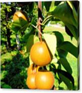 Pear On A Branch 4 Canvas Print