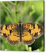 Pearl Crescent Canvas Print