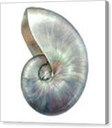 Pearl Nautilus Canvas Print