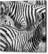 Peek A Boo Zebra Canvas Print
