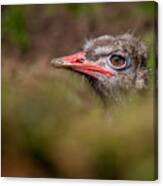 Peek-a-boo Ostrich Canvas Print