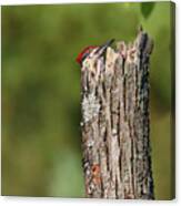 Peek A Boo Pileated Woodpecker Canvas Print