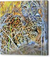 Peeking Leopard Cub Canvas Print