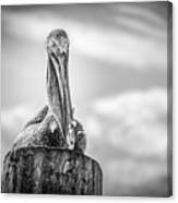 Peering Pelican Canvas Print
