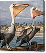 Pelican - A Happy Landing Canvas Print