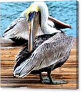 Pelican Ally Canvas Print