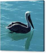 Pelican Canvas Print