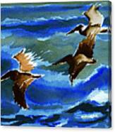 Pelican Flight  10-15-15 Canvas Print