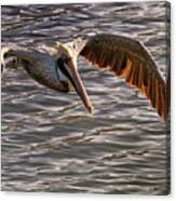 Pelican Fly-by Canvas Print