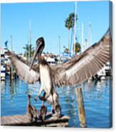 Pelican Flying In Canvas Print