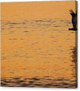 Pelican Glide Delray Beach Florida Canvas Print