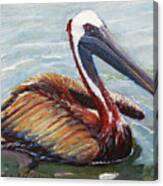 Pelican In The Water Canvas Print