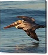 Pelican On A Mission Canvas Print