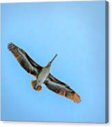 Pelican Overhead Canvas Print