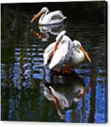 Pelican Reflections Canvas Print