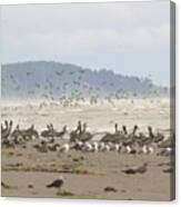 Pelicans And Gulls Canvas Print