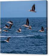 Pelicans Fly Over The Water Canvas Print