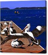 Pelican's Landing  Before Touchdown Canvas Print