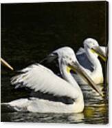 Pelicans Canvas Print