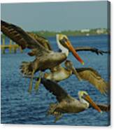 Pelicans Three Amigos Canvas Print