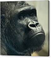 Pensive Gorilla Canvas Print