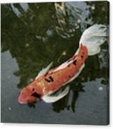 Pensive Koi In Muted Color Canvas Print