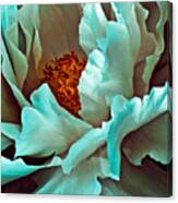 Peony Flower Canvas Print