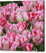 Peppermint Tulip Field Iii Canvas Print