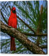 Perched Cardinal Canvas Print