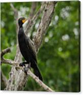 Perched Double-crested Cormorant Canvas Print
