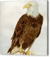 Perched Eagle Canvas Print