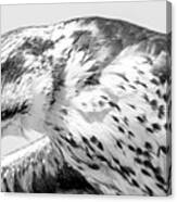 Peregrine Falcon In Black And White Canvas Print