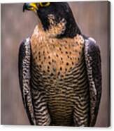 Peregrine Falcon Profile Canvas Print