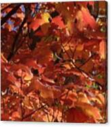 Perfect Fall Maples Canvas Print