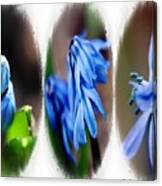Persian Bluebell Triptych Canvas Print