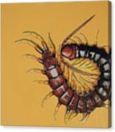 Peruvian Centipede Canvas Print