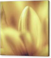 Petals Canvas Print