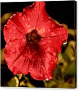 Petunia After Rain Canvas Print