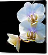 Phalaenopsis Culican #1 Nobby's Amy Shin Hua Canvas Print