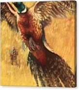 Pheasant Hunter Canvas Print