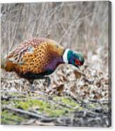Pheasant In The Tree Line Canvas Print