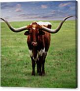 Photo Texas Longhorn A010816 Canvas Print