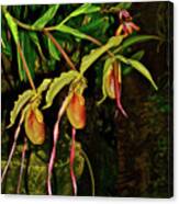 Phragmipedium Orchids At The Conservatory Canvas Print
