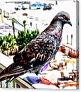 Pigeon Power Canvas Print