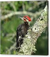 Pileated Perch Canvas Print