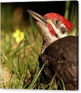 Pileated Woodpecker Canvas Print