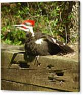 Pileated Woodpecker1 Canvas Print