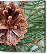 Pine Delight Canvas Print