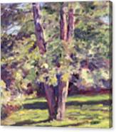 Pine Tree In Sunlight Canvas Print